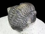 Bargain, Gerastos Trilobite Fossil - Morocco #69112-3